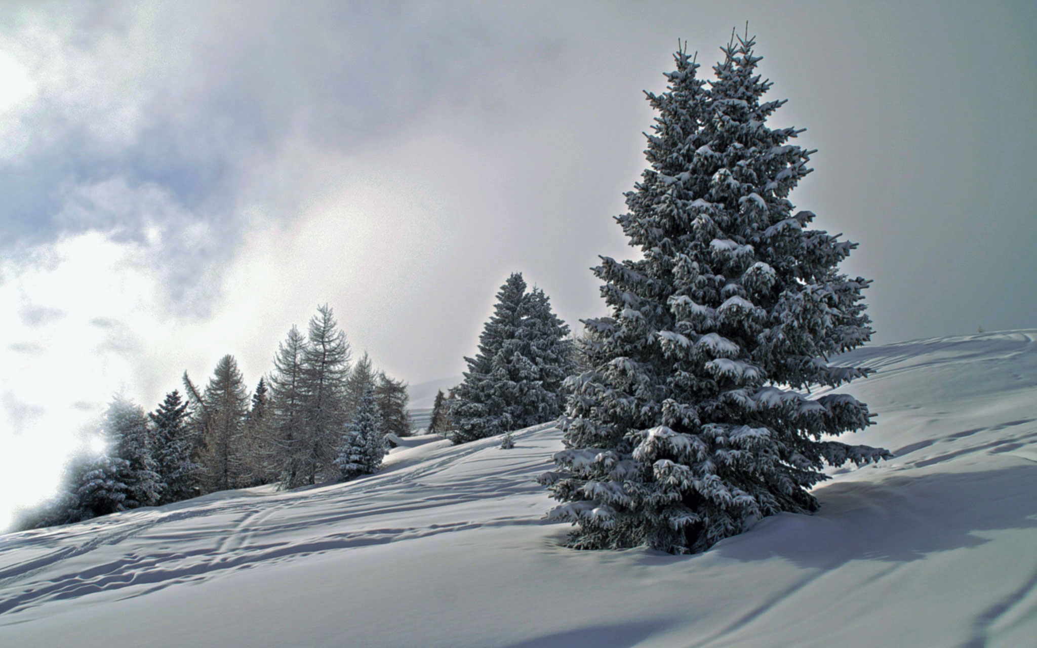 Tonale 5