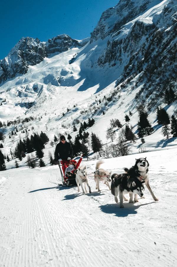 Una corsa con i cani da sleddog tra Lombardia e Trentino Una corsa con i cani da sleddog tra Lombardia e Trentino