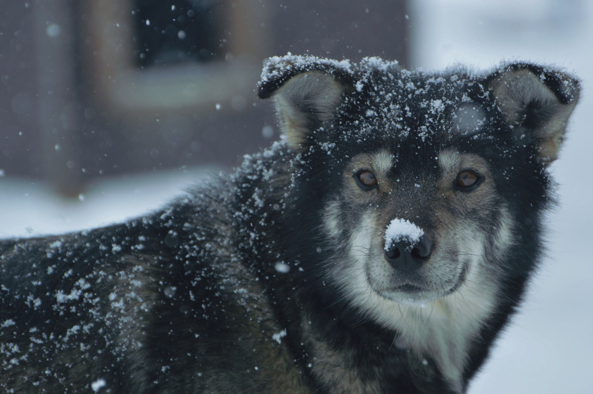 Sleddog Al Passo Tonale (2)