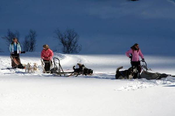 Excursion with a dog sled Excursion with a dog sled