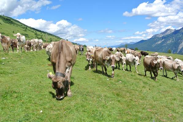 Vita d'alpeggio e merenda in malga con passeggiata Vita d'alpeggio e merenda in malga con passeggiata