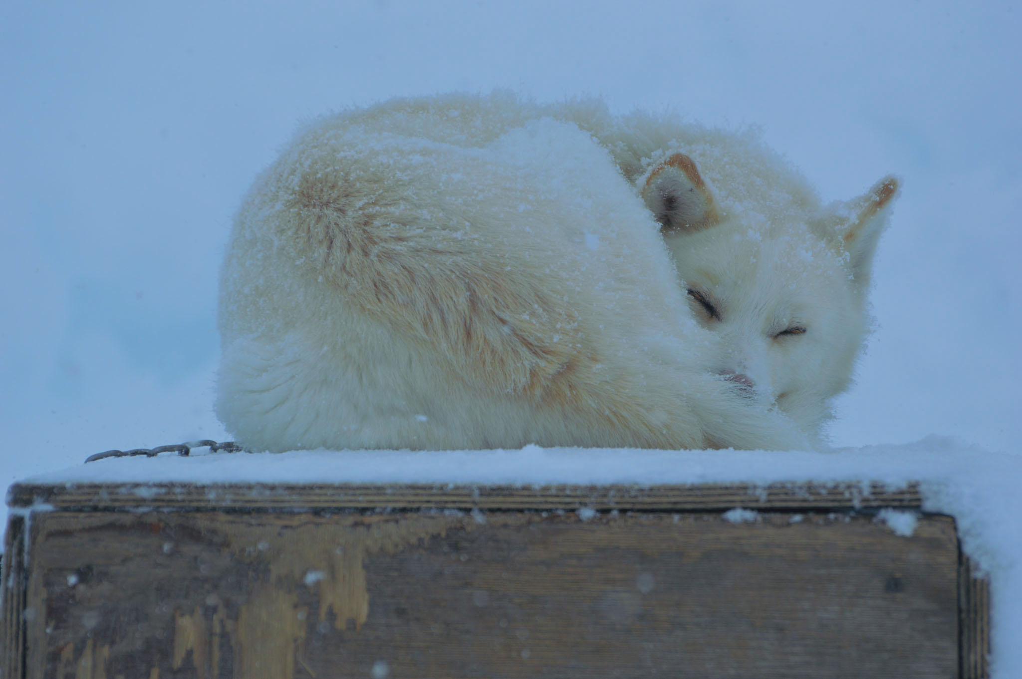 Sleddog Al Passo Tonale (1)