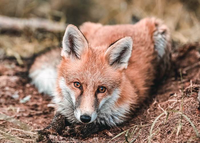 Area faunistica Area faunistica