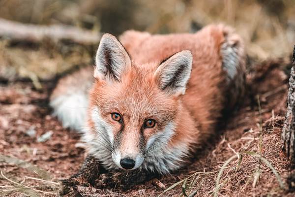 Volpe del Parco faunistico in Lombardia