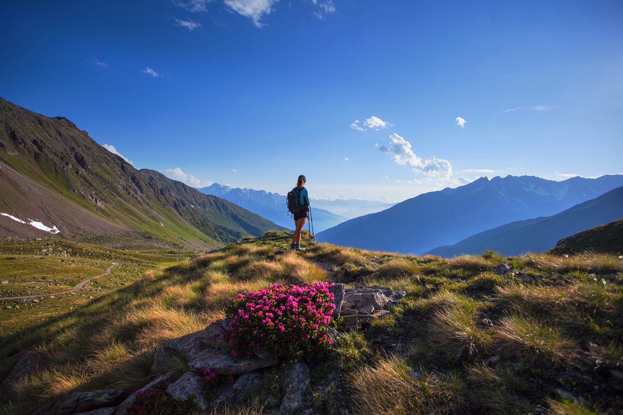 Rhododendron at high altitude (Ph Icaro Pigolotti).jpg