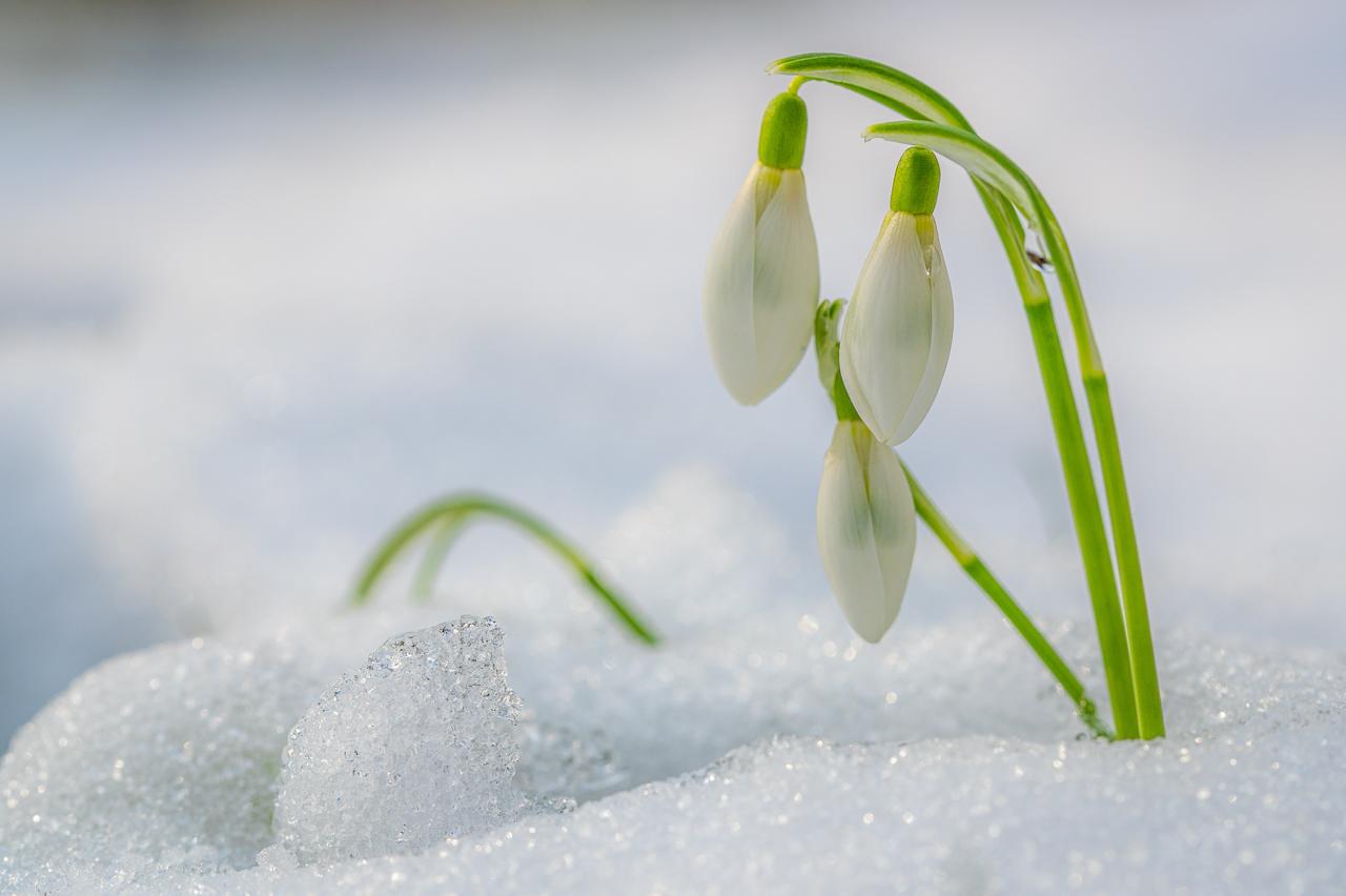 ASSAGGIO DI PRIMAVERA